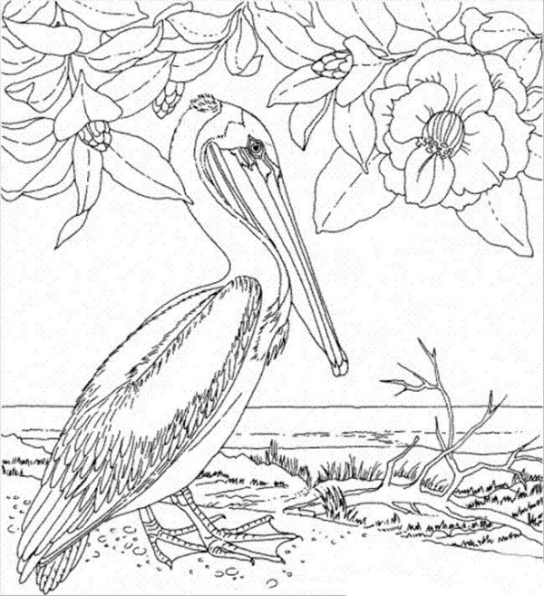 Simple drawing of flowers, simple drawing pictures of magnolia and pelican