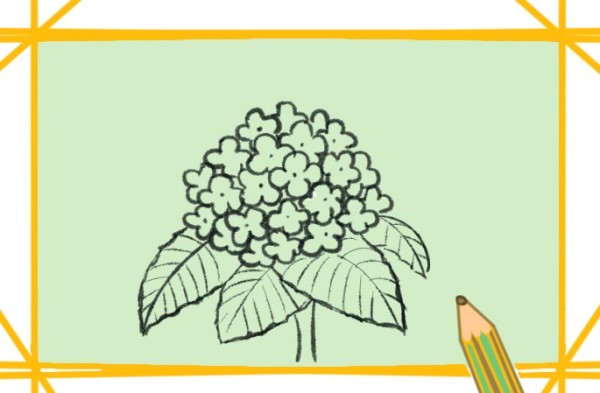 How to draw beautiful hydrangeas