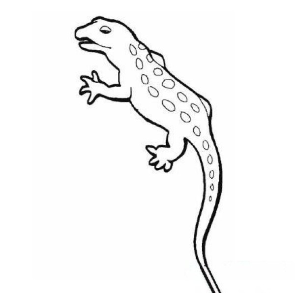 How to draw a little gecko