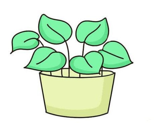 Simple drawing of colored green radish