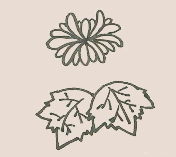 Simple drawing of chrysanthemum