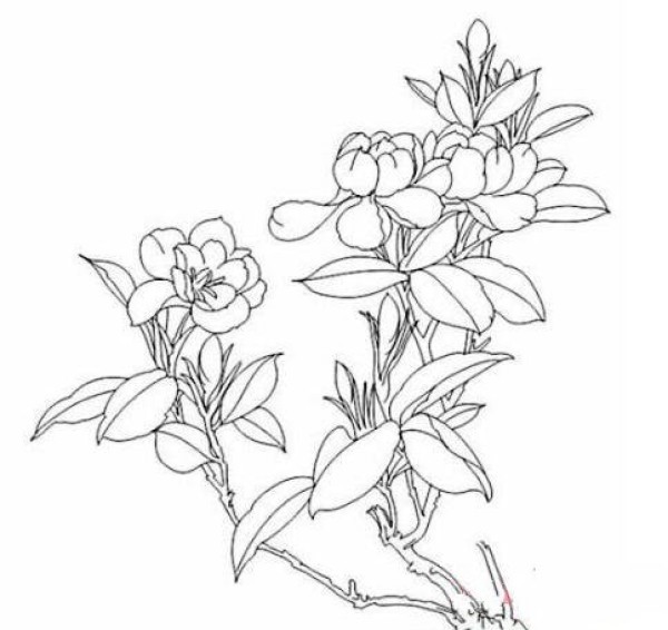 How to draw gardenias