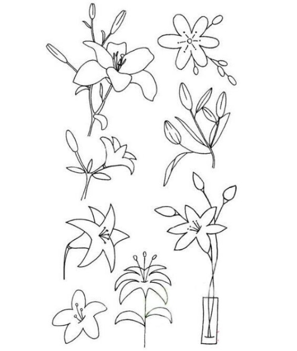 Teach you how to draw various lilies