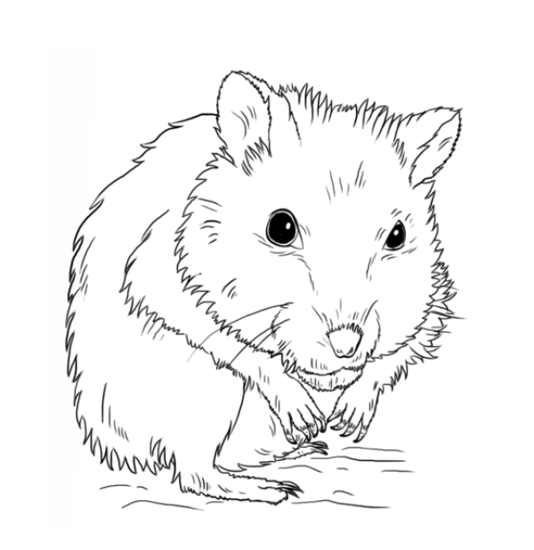 How to draw a hamster in simple strokes