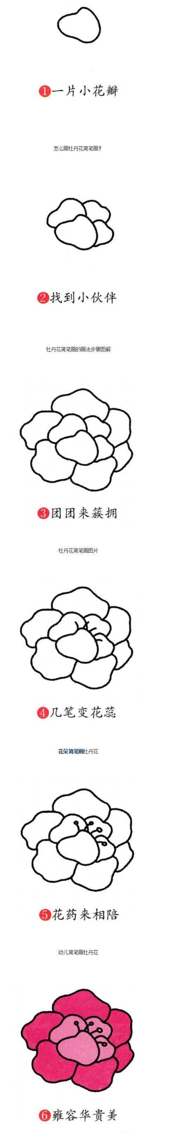 How to draw peonies