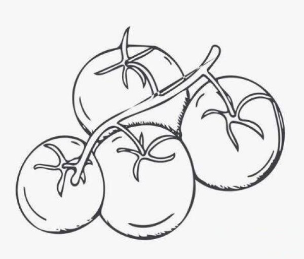 Simple hand drawn tomatoes