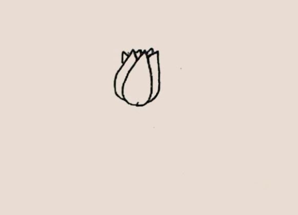 Simple drawing of tulips