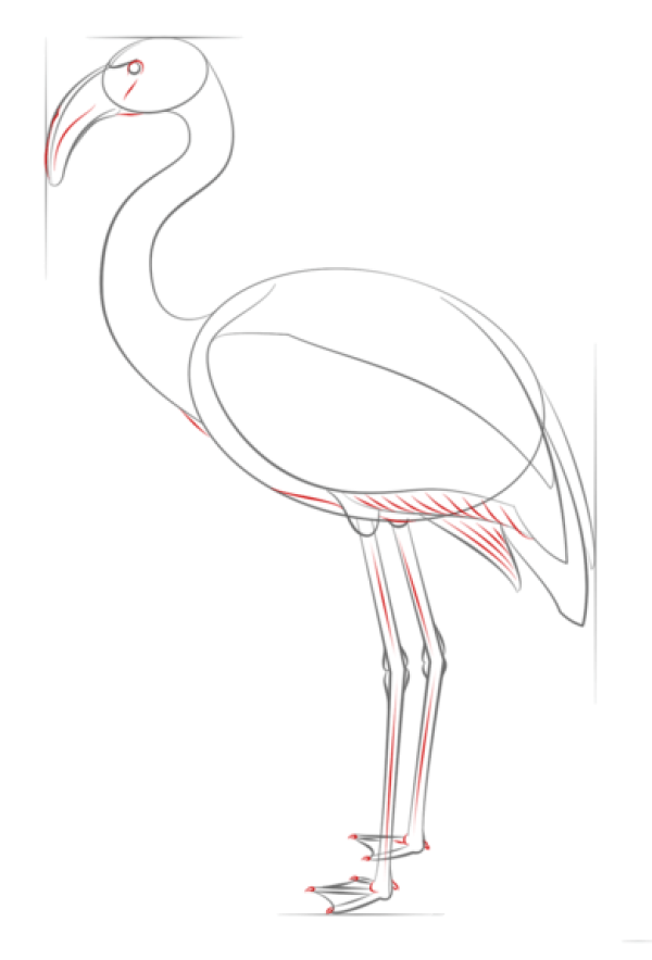 How to Draw a Flamingo