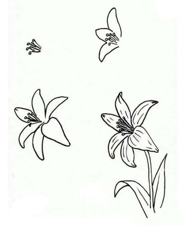 Complete collection of simple drawing methods of lilies: How to draw lilies