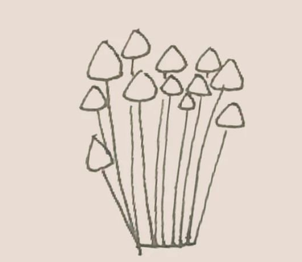 Simple drawing of Enoki mushrooms