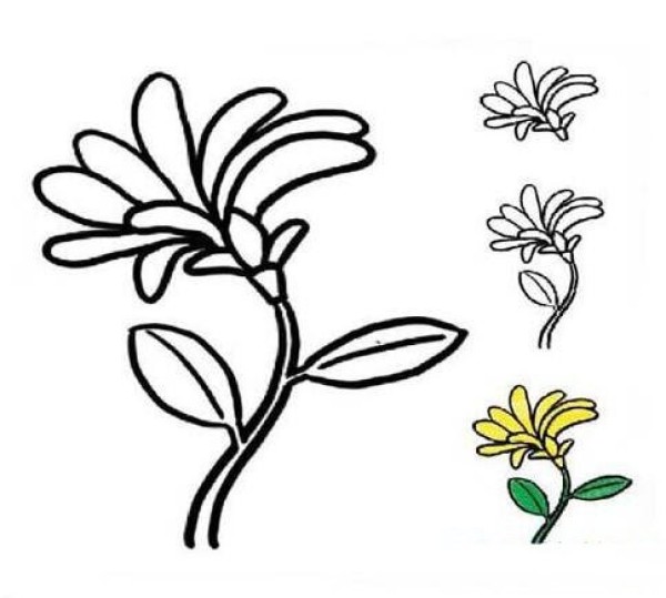 Simple drawing of chrysanthemums blooming in autumn