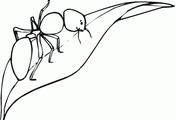 How to draw ants on leaves