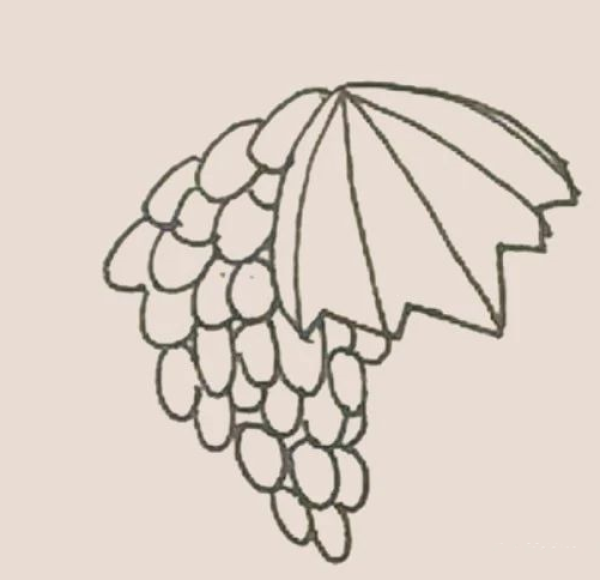 Simple drawing of grapes