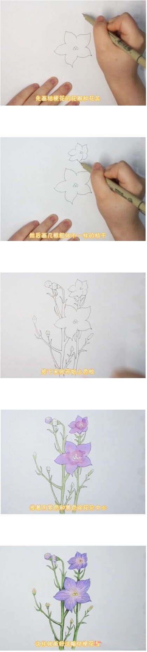 Platycodon flower simple drawing