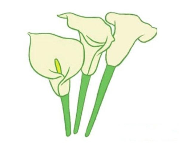 How to draw colorful calla lilies simple and beautiful