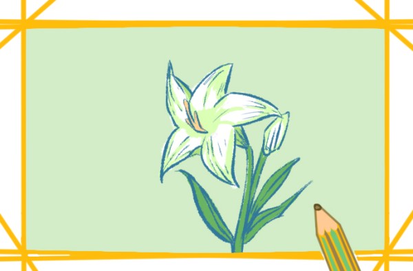 How to draw a pure lily