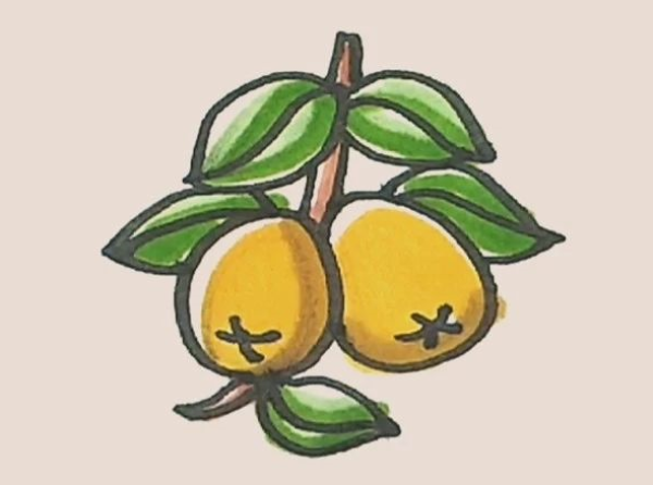 Simple drawing of loquat