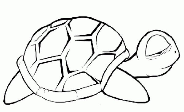 Lazy turtle simple drawing