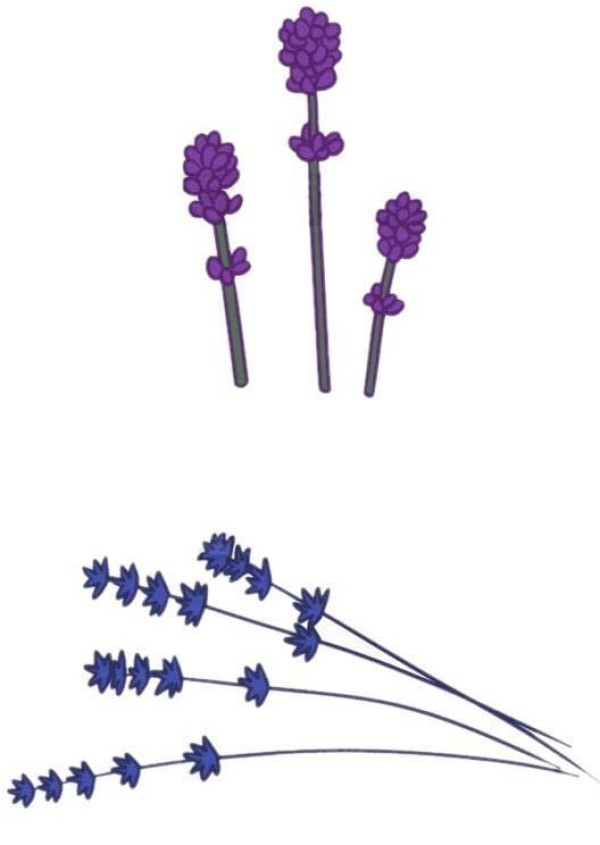 How to draw purple lavender