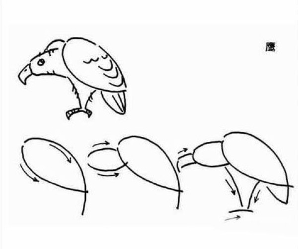 A complete collection of simple drawing tutorials for eagles