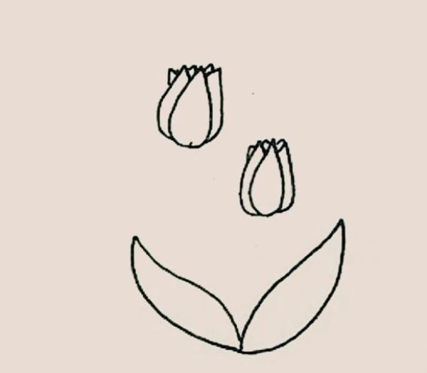 Simple drawing of tulips