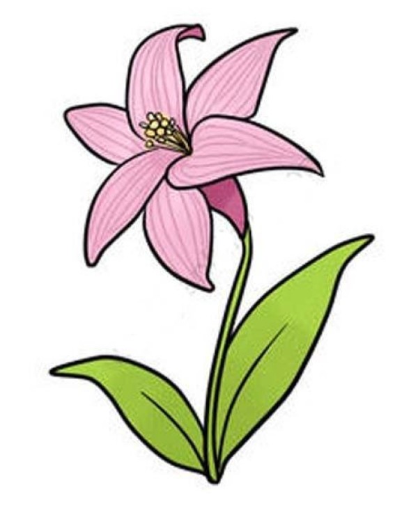 Colorful lily flower simple drawing picture