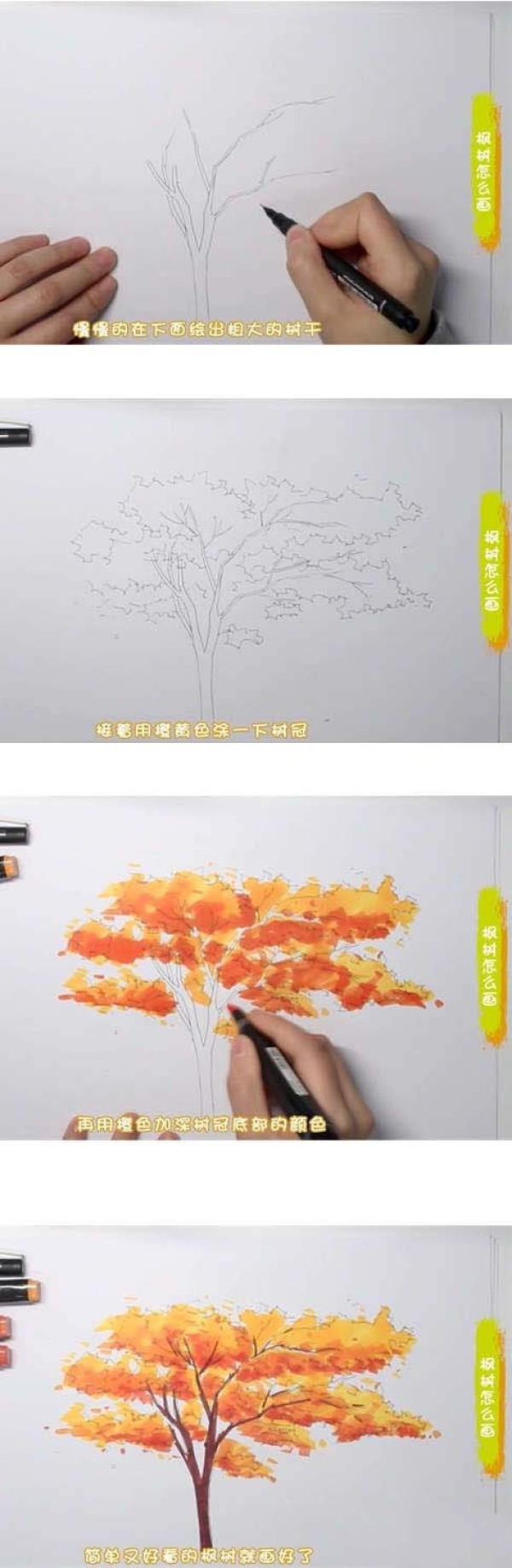 How to draw a maple tree