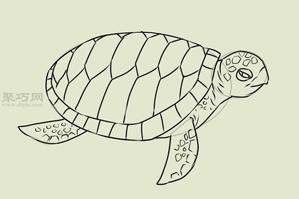 Steps to draw a real turtle. Let’s look at the steps to draw a turtle.