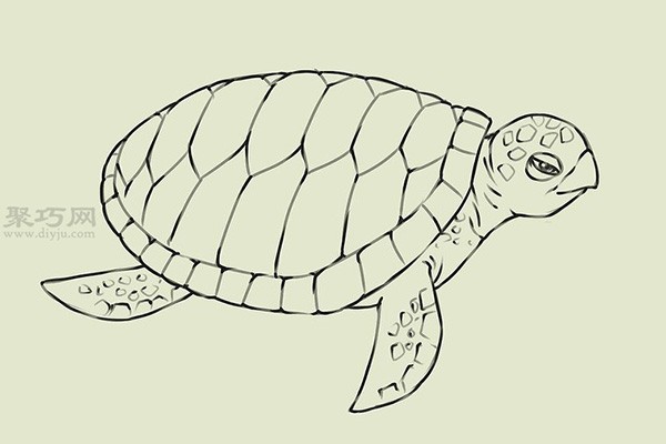 Steps to draw a real turtle. Let’s look at the steps to draw a turtle.