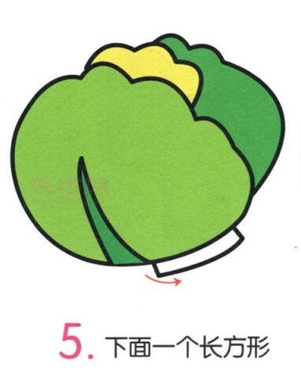 6 simple steps to draw cabbage