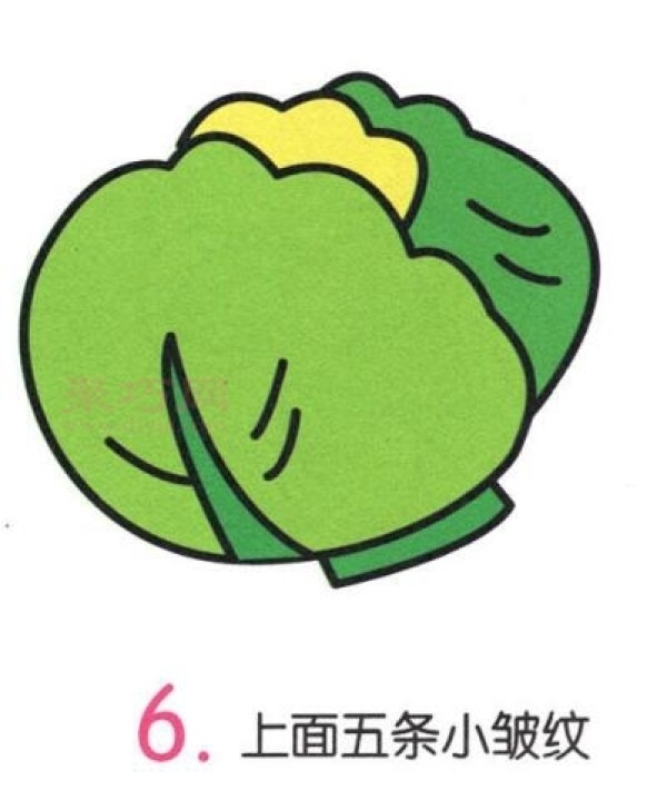 6 simple steps to draw cabbage