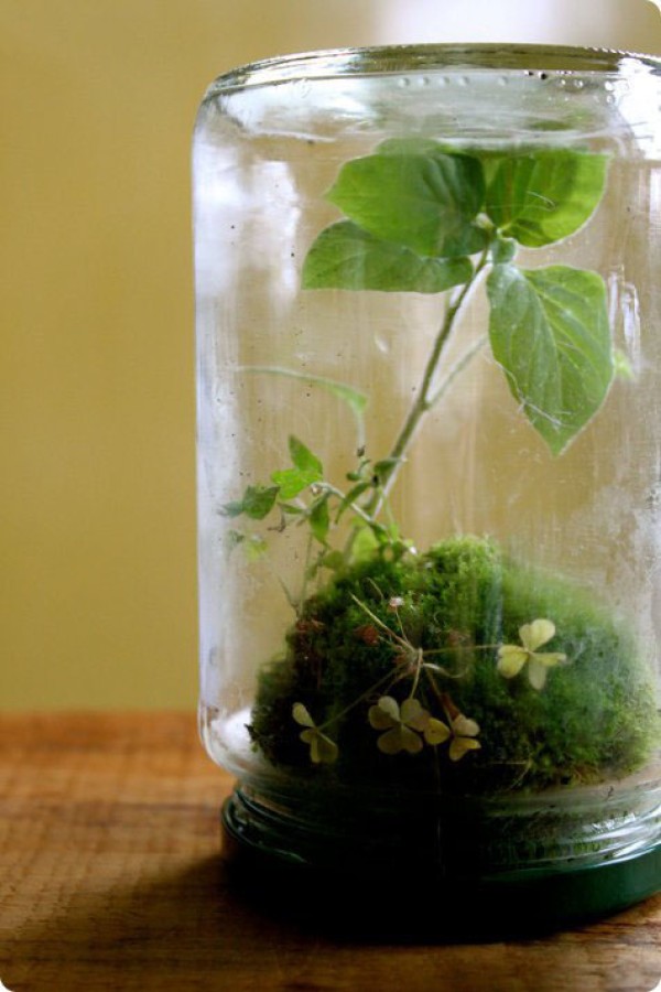 Using waste glass jars to create miniature potted plants