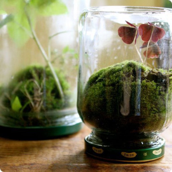 Using waste glass jars to create miniature potted plants