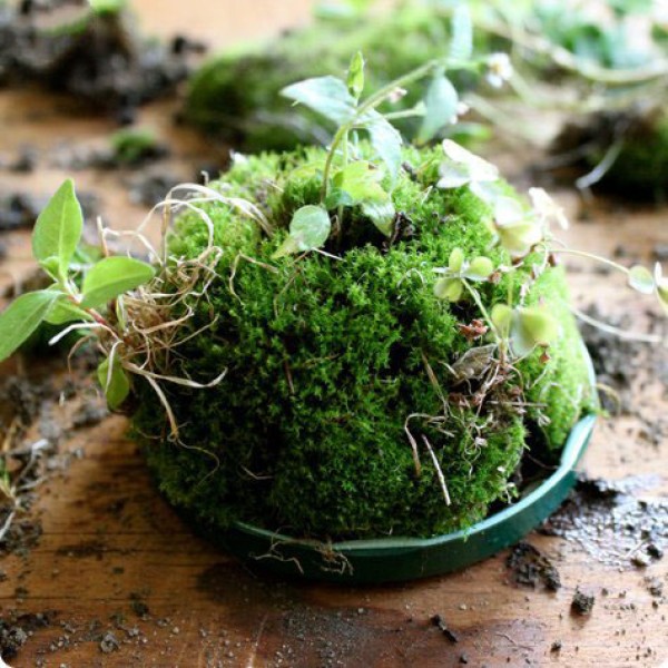 Using waste glass jars to create miniature potted plants