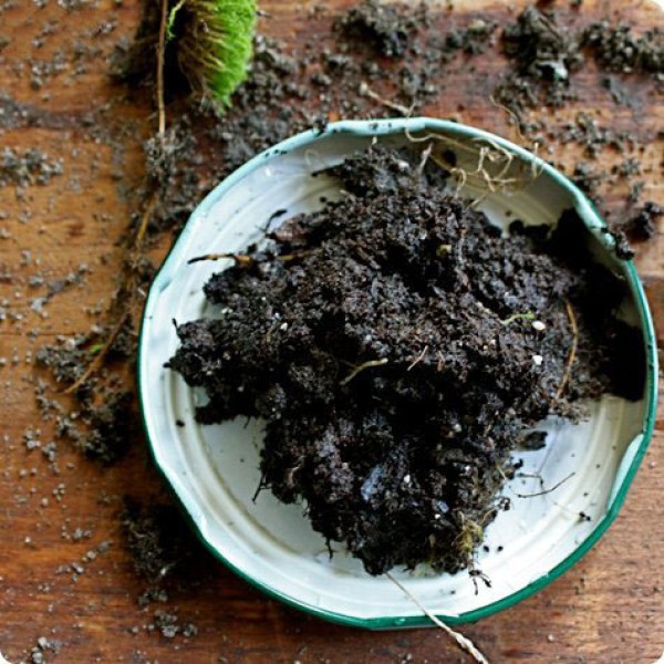 Using waste glass jars to create miniature potted plants