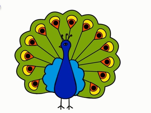 Simple drawing of beautiful and proud peacock