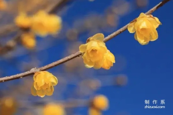 The flower language and symbolism of yellow wintersweet