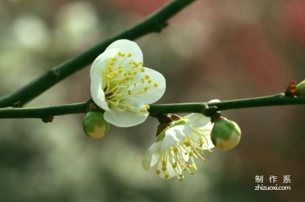 The flower language and meaning of green plum blossoms