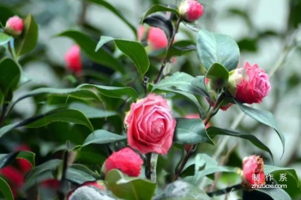 The flower language and representative meaning of camellia