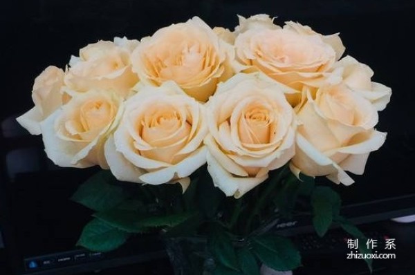 What is the flower language of champagne roses?