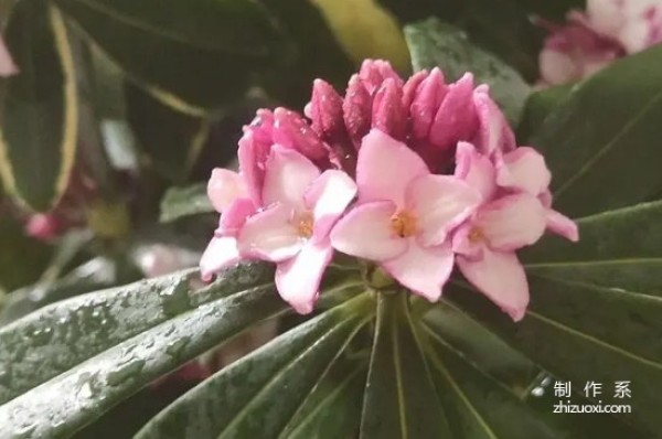 The flower language and meaning of Daphne