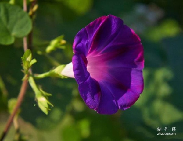 What is the flower language of morning glory?