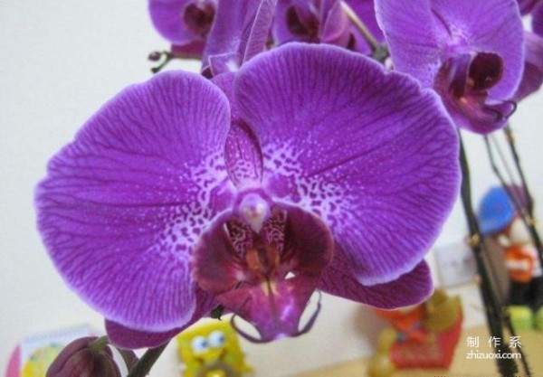 Do you know the flower language and symbolic meanings of Phalaenopsis of different colors?