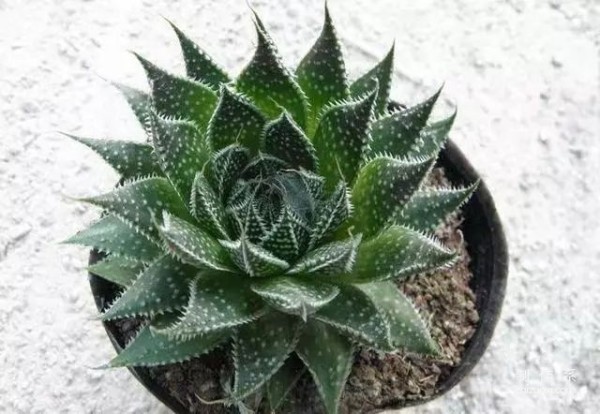 It is not only a succulent plant, but also a pearl aloe vera that is easy to grow and beautiful.