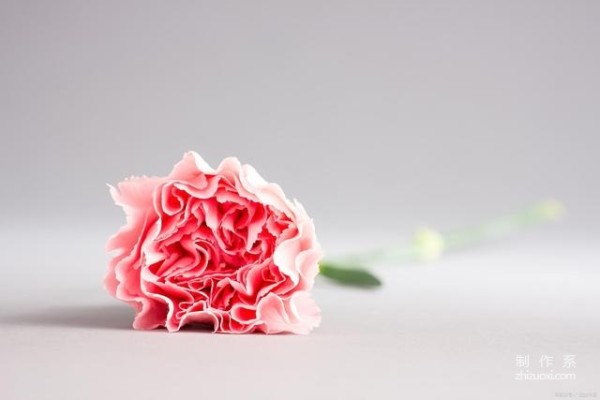 What is the flower language of carnations? What do the different colors mean?