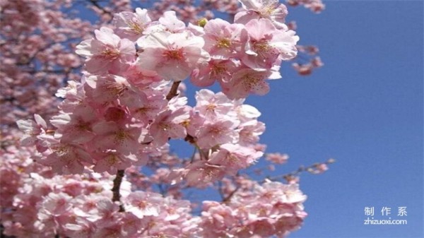 The flower language of cherry blossoms