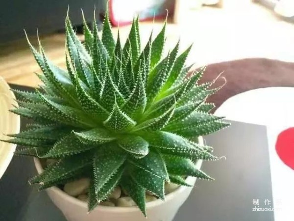 It is not only a succulent plant, but also a pearl aloe vera that is easy to grow and beautiful.