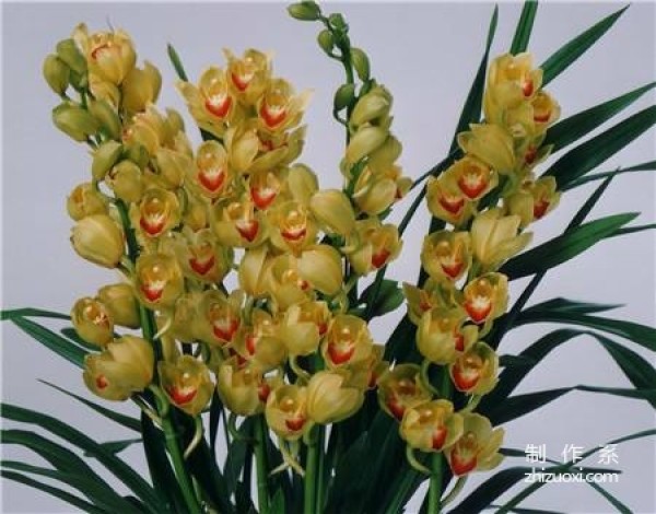 The flower language and symbolic meaning of Cymbidium