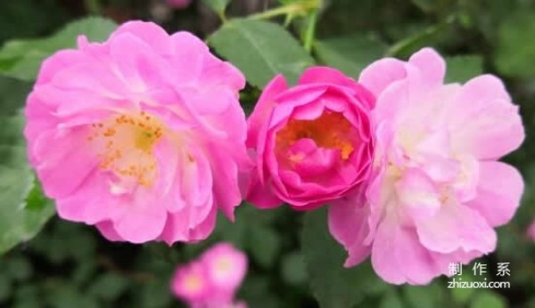 What is the flower language of rose flowers?