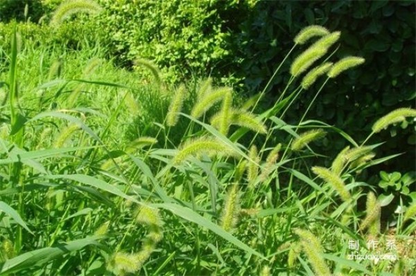 What is the flower language of dogtail grass?